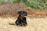 ROTTWEILER 023